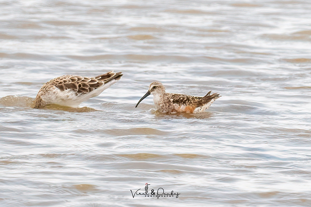 Curlew Sandpiper